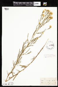 Euthamia occidentalis image