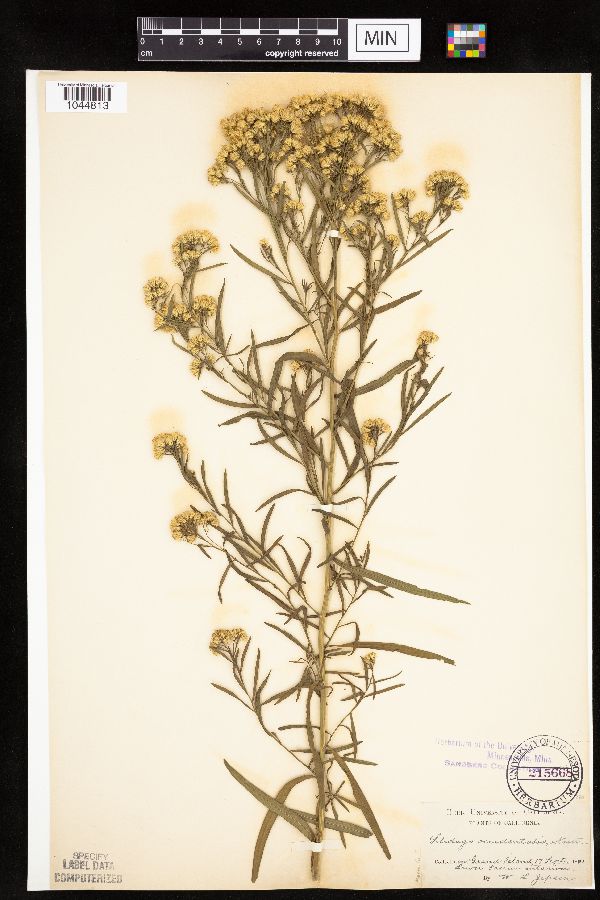 Euthamia occidentalis image