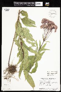 Image of Eutrochium maculatum