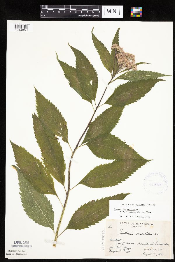 Eutrochium maculatum var. foliosum image