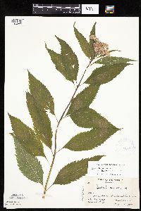 Media resource of Eutrochium maculatum
