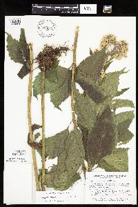 Eutrochium maculatum var. maculatum image