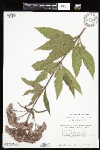 Eutrochium maculatum var. maculatum image
