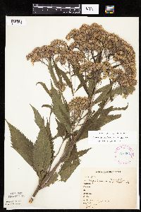 Eutrochium maculatum var. maculatum image