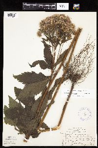 Eutrochium maculatum var. maculatum image