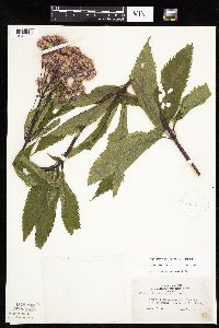 Eutrochium maculatum var. maculatum image