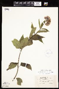 Eutrochium maculatum var. maculatum image