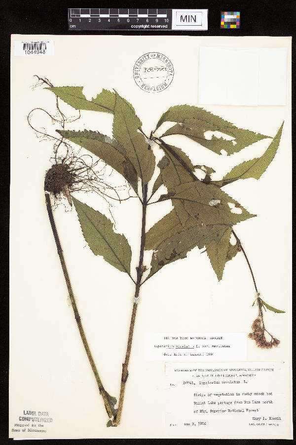 Eutrochium maculatum var. maculatum image