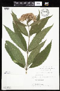 Eutrochium maculatum var. maculatum image