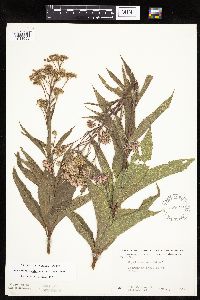 Eutrochium maculatum var. maculatum image