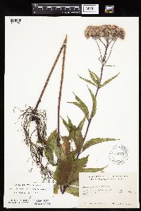 Eutrochium maculatum var. maculatum image