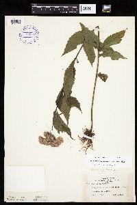 Eutrochium maculatum var. maculatum image