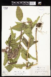 Eutrochium maculatum var. maculatum image