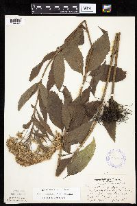 Eutrochium maculatum var. maculatum image