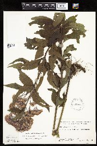 Eutrochium maculatum var. maculatum image