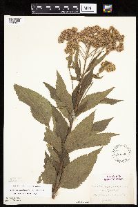 Eutrochium maculatum var. maculatum image
