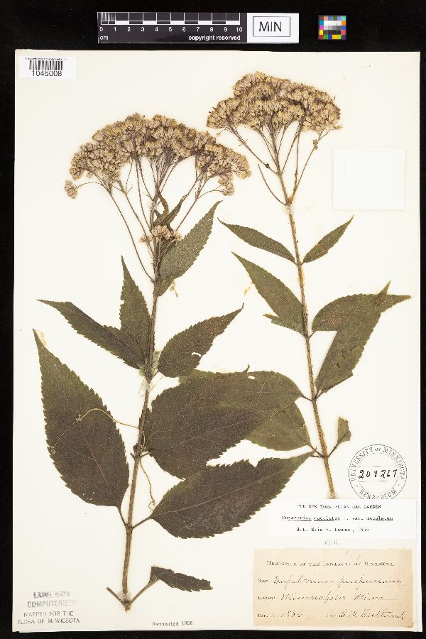Eutrochium image