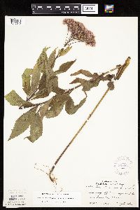 Eutrochium maculatum var. maculatum image