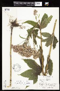 Eutrochium maculatum var. maculatum image