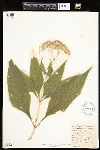 Eutrochium purpureum image
