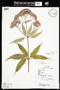 Eutrochium purpureum image
