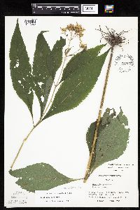 Eutrochium purpureum image