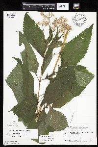 Eutrochium purpureum image