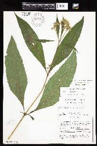 Eutrochium purpureum image