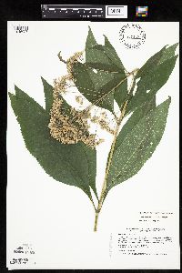 Eutrochium purpureum image
