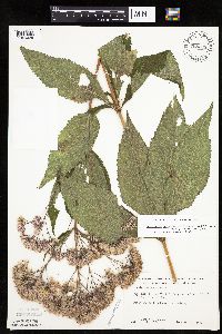 Eutrochium purpureum image