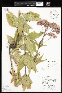 Eutrochium purpureum image