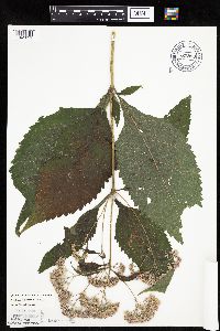 Eutrochium purpureum image