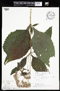 Eutrochium purpureum image