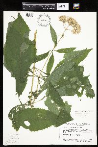 Eutrochium purpureum image