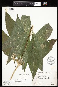 Eutrochium purpureum image