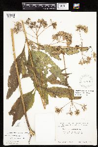 Eutrochium purpureum image