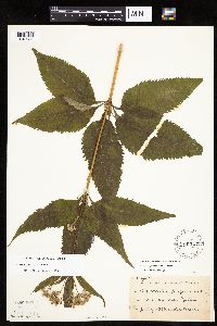Eutrochium purpureum image