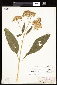 Eutrochium purpureum image