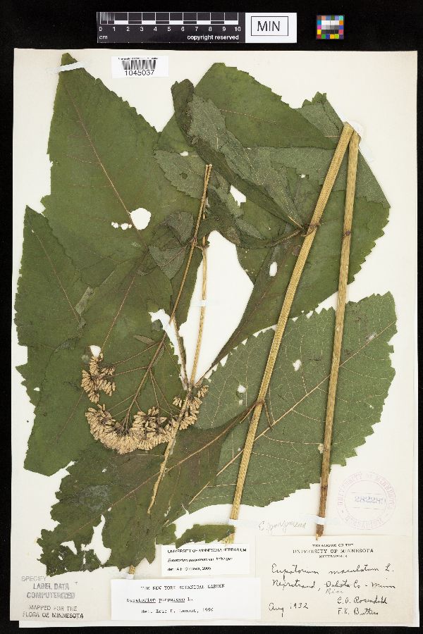 Eutrochium purpureum image