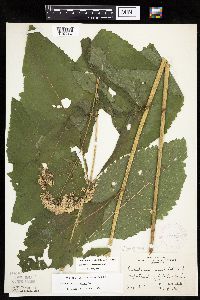 Eutrochium purpureum var. holzingeri image