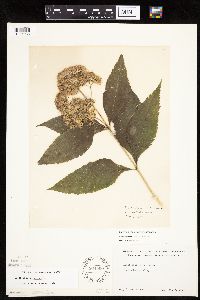 Eutrochium purpureum image