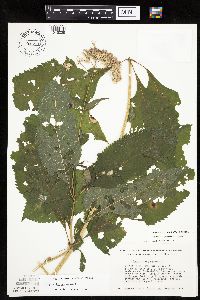 Eutrochium purpureum image