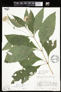 Eutrochium purpureum image