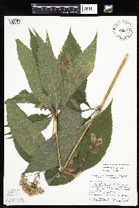 Eutrochium purpureum image