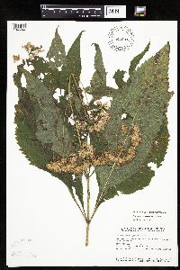 Eutrochium purpureum image