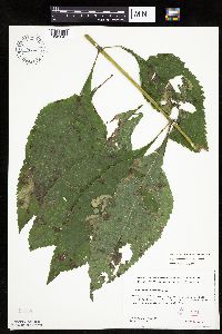 Eutrochium purpureum image