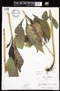 Eutrochium purpureum image