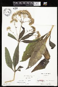 Eutrochium purpureum image