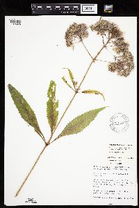 Eutrochium purpureum image