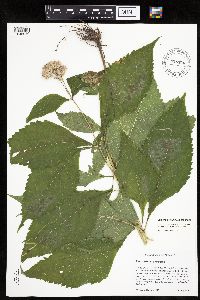 Eutrochium purpureum image
